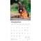 German Shepherds | 2026 12 x 24 Inch (Hanging) Monthly Square Wall Calendar | Plastic-Free